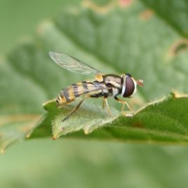 Adult hoverfly (photo: R. Hamdorf)