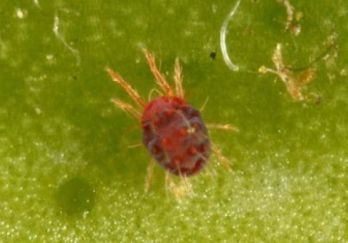 Adult citrus red mite — photo: L. Buss, University of Florida, Institute of Food and Agricultural Sciences