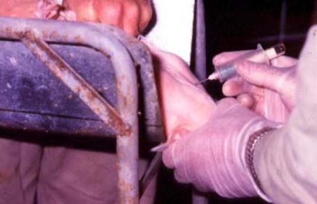 Research projects required blood samples for laboratory testing. Jugular bleeding of a weaner pig is demonstrated, using a vacutainer. Adult pigs were bled in a standing position.