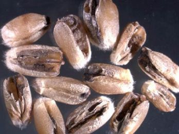 Grains of wheat infected with Karnal bunt – photo: L.A. Castlebury USDA-ARS SBML, PaDIL.