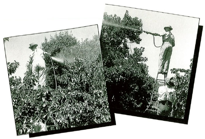 Operators with knapsack sprays applying protein and insecticide to the foliage of backyard and street trees