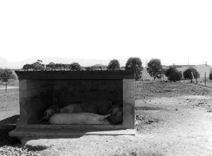 Figure 6, Photo 104871, Rough shelters used to house pigs.