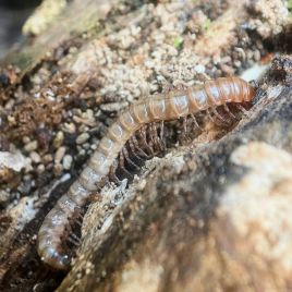 Native millipede (photo: R. Hamdorf)