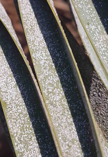 Palm fronds showing damage by parlatoria date scale – photo: Saillog