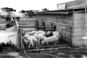 Figure 7, Photo 104881, Pigs kept in these units have a choice between an inside shelter and an outside run.