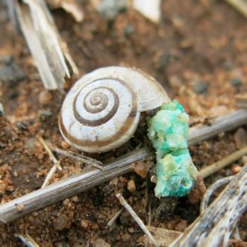 Round snail feeding on bait pellet (photo: Helen Brodie)