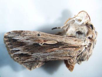 Southern armyworm moth (photo: R. Hamdorf)
