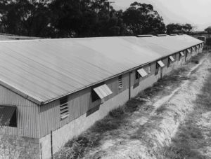 Figure 8, Photo 104890, Example of intensive pig shed.