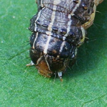 Fall armyworm characteristics include the inverted 'Y' on head capsule (photo: Russ Ottens, CC BY 3.0, bugwood.org)