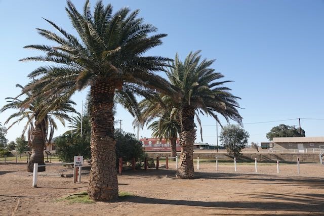 Date Palms at Marree