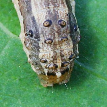 Fall armyworms have four raised spots in a square at the rear (photo: Russ Ottens, CC BY 3.0, bugwood.org)