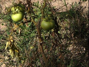 Tomato plant with brown stem and wilt leaves from fusarium wilt – photo: Victor M. Vicente Selvas