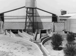 Figure 10, Photo 104917, Effluent drains outside intensive pig shed, used for transferring wastes to outside ponds.