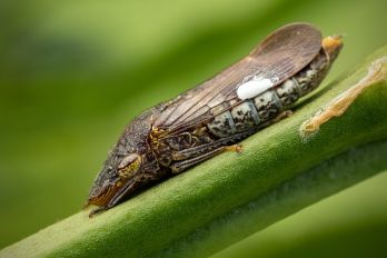 Adult GWSS – photo: Alex Wild, Insects Unlocked Project, University of Texas, Austin
