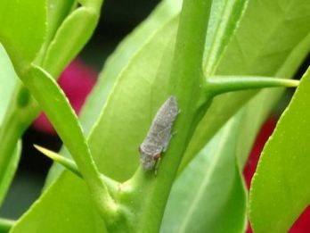 Nymph of a GWSS – photo: Plantlady223, San Diego, California, Creative Commons Attribution-Share Alike 4.0