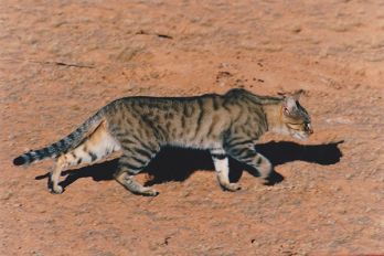 Find a pest animal in South Australia - PIRSA