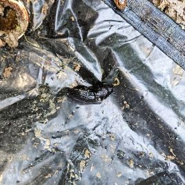Black keeled slug under a mat at Francis, September 2022
