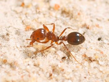 Red imported fire ant – photo: Queensland Government, CC BY 4.0, www.business.qld.gov.au