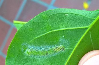 GWSS eggs on the underside of a leaf – photo: Napa County Agricultural Commissioner's Office