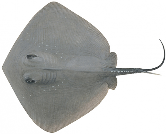 Check recreational fishing size, bag, and boat limits - PIRSA